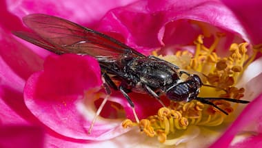 Explained: How dead flies could be used to develop biodegradable plastic