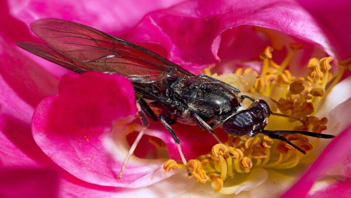 Explained: How dead flies could be used to develop biodegradable plastic