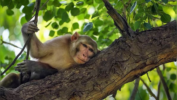 Monkey fever deaths in Karnataka: What is this disease?