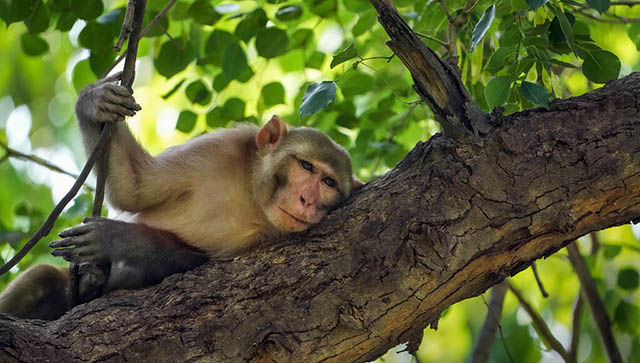 Monkey fever deaths in Karnataka: What is this disease? Monkey fever deaths in Karnataka: What is this disease?