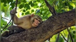 Monkey fever deaths in Karnataka: What is this disease?