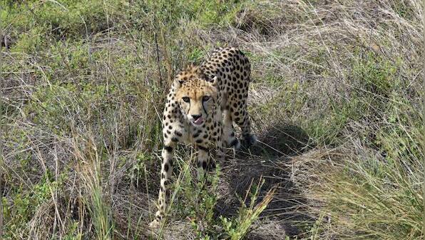 Ninth cheetah dies: What is killing the wild cats in Madhya Pradesh’s Kuno?