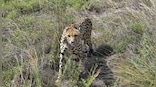Ninth cheetah dies: What is killing the wild cats in Madhya Pradesh’s Kuno?
