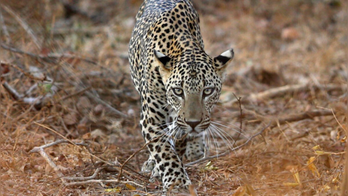 Leopard mauls two-year-old boy to death in Gujrat's Gir Somnath