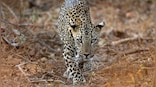 Leopard mauls two-year-old boy to death in Gujrat's Gir Somnath