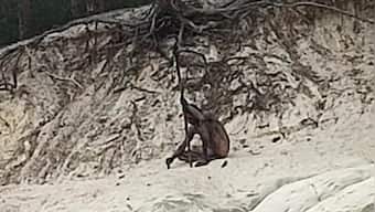 Mysterious 'wolf man' photographed in German forest: Unveiling the enigma