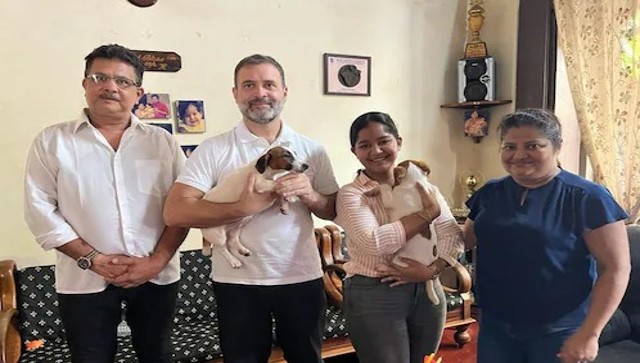 PAWSITIVE Vibes for Rahul Gandhi: The story of his two new pets PAWSITIVE Vibes for Rahul Gandhi: The story of his two new pets
