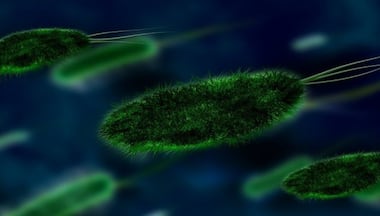 What is Vibrio vulnificus, the flesh-eating bacteria that killed 3 in the US?