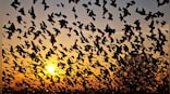 The Valley of Death: Jatinga, the Assam village, where birds are ‘suicidal’