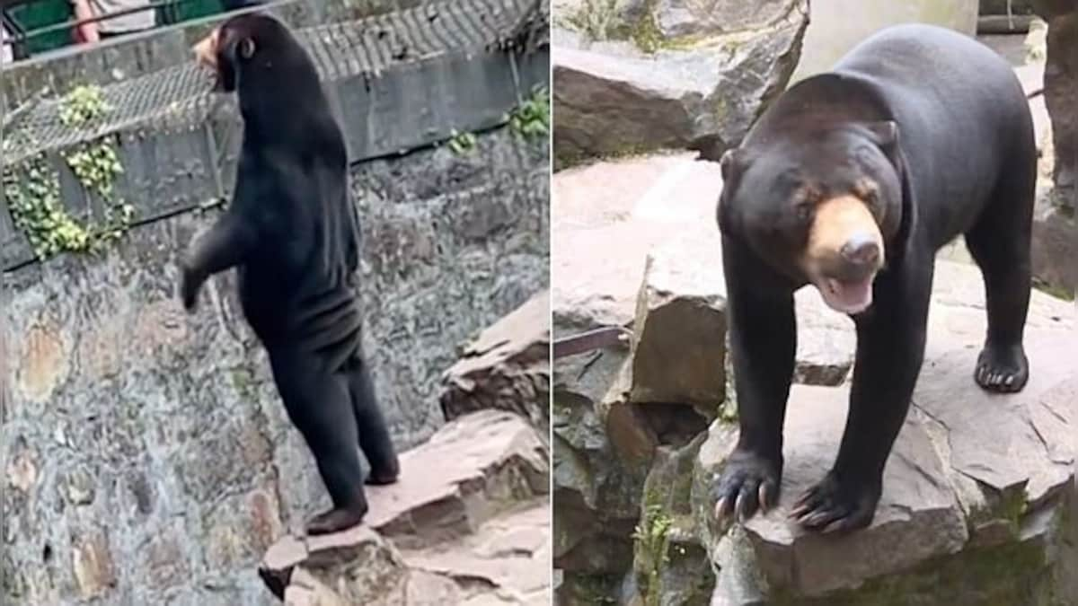 Bear Truth: Are the bears in a China zoo actually humans in costumes?