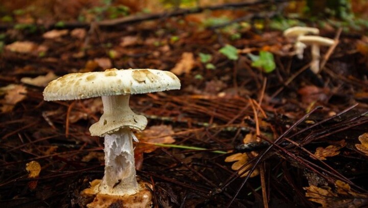 How a mushroom lunch turned into a death trap for an Australian family