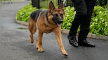 Pooch Problems: Why Joe Biden’s dog Commander is a ‘significant hazard’ at White House