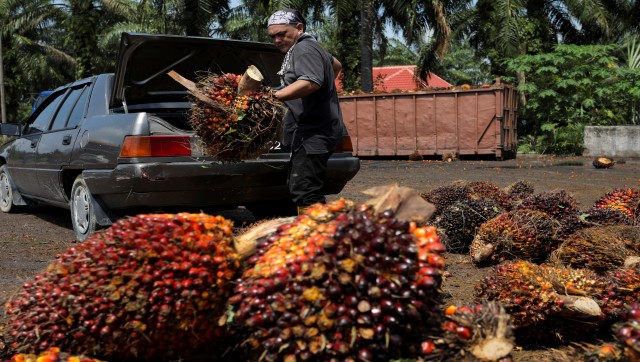 Malaysia boosts China palm oil exports in response to new EU deforestation regulations Malaysia boosts China palm oil exports in response to new EU deforestation regulations