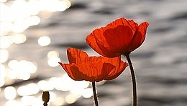 Book Review | Bomb, Bank, Mullah and Poppies: Iqbal Malhotra brings out story of narcotics in Af-Pak region Book Review | Bomb, Bank, Mullah and Poppies: Iqbal Malhotra brings out story of narcotics in Af-Pak region