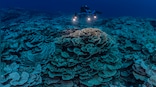 Playing With Fire: Scientists discover completely new species of virus at the deepest point on Earth