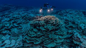 Playing With Fire: Scientists discover completely new species of virus at the deepest point on Earth
