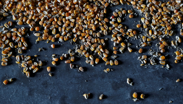 Ukraine to sue Poland, Hungary, Slovakia over food import bans Ukraine to sue Poland, Hungary, Slovakia over food import bans