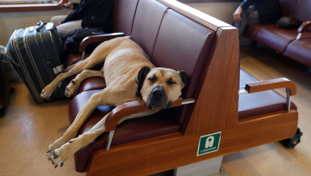 UK couple seeks refund after made to sit next to a 'farting, snorting' dog on flight UK couple seeks refund after made to sit next to a 'farting, snorting' dog on flight