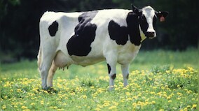 Gujrat: Police makes stray bovine as 'primary suspect' in accident FIR