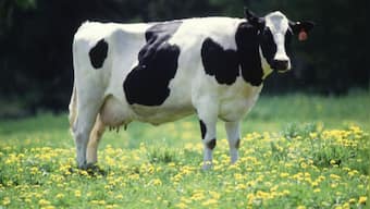 Gujrat: Police makes stray bovine as 'primary suspect' in accident FIR