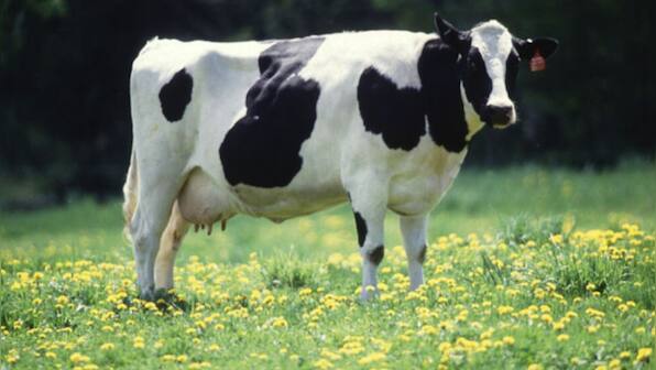 Gujrat: Police makes stray bovine as 'primary suspect' in accident FIR