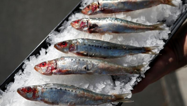 KNOW all about Botulism outbreak that killed French woman, hospitalised several in Bordeaux KNOW all about Botulism outbreak that killed French woman, hospitalised several in Bordeaux