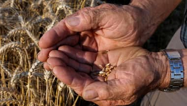 UN food chief warns that over 700m people face uncertainty about their next meal