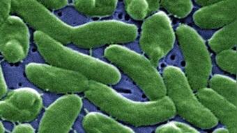 US health agency issues advisory for life-threatening, flesh-eating bacteria