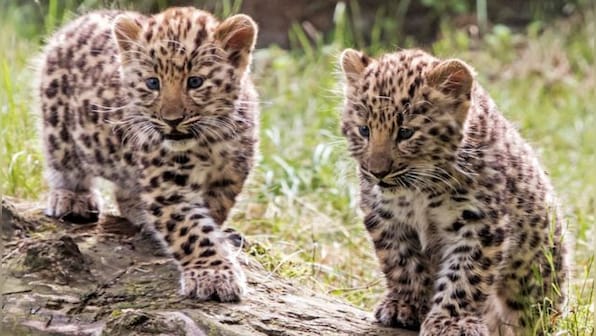 7 leopard cubs die at Bengaluru biological park after virus attack: Report