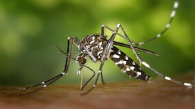 How France is fighting the tiger mosquito invasion