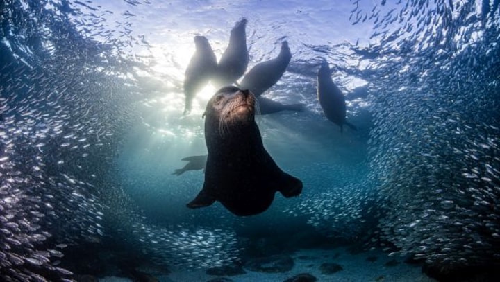 Sea Lions, Jaguars, Bees make for winning images in Nature TTL Photographer Of The Year Contest