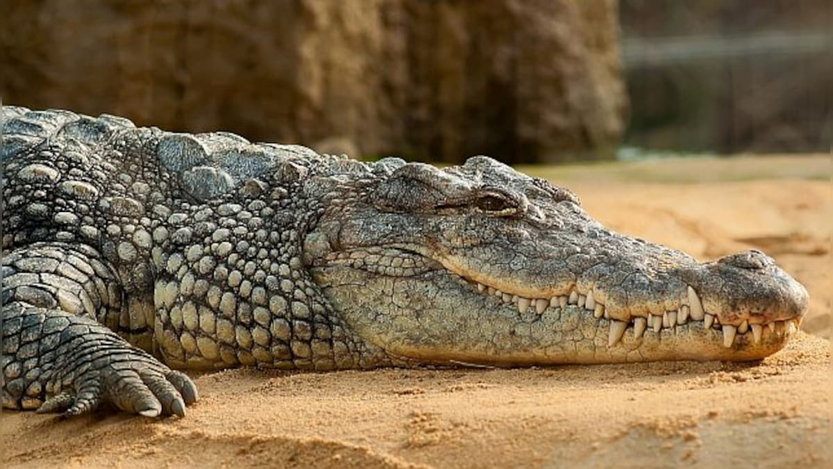 70 crocs on the loose: How flooding in Chinese city led to the reptiles wreaking havoc