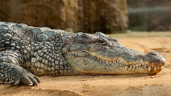70 crocs on the loose: How flooding in Chinese city led to the reptiles wreaking havoc