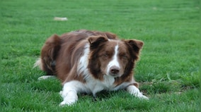 What is Brucella canis, an incurable dog disease jumping to humans in the UK?
