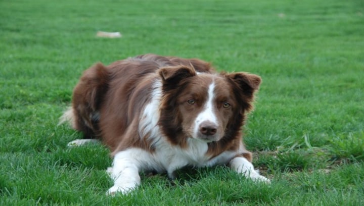 What is Brucella canis, an incurable dog disease jumping to humans in the UK?