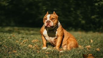 What are American XL Bully dogs? Why is Britain banning them?
