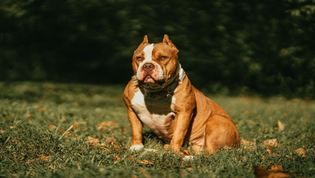 What are American XL Bully dogs? Why is Britain banning them? What are American XL Bully dogs? Why is Britain banning them?