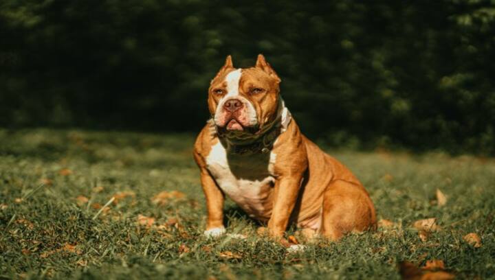 What are American XL Bully dogs? Why is Britain banning them?
