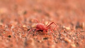 Scrub Typhus kills 5 in Odisha, 9 in Himachal Pradesh’s Shimla: All you need to know about this deadly infection