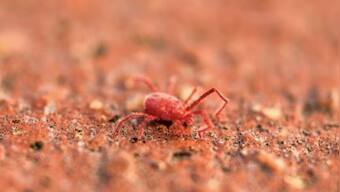 Scrub Typhus kills 5 in Odisha, 9 in Himachal Pradesh’s Shimla: All you need to know about this deadly infection