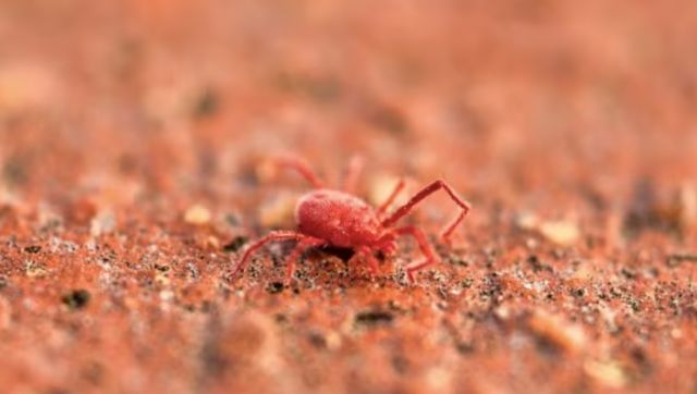 Scrub Typhus kills 5 in Odisha, 9 in Himachal Pradesh’s Shimla: All you need to know about this deadly infection Scrub Typhus kills 5 in Odisha, 9 in Himachal Pradesh’s Shimla: All you need to know about this deadly infection