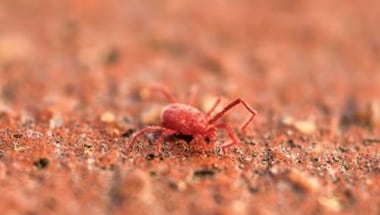 Scrub Typhus kills 5 in Odisha, 9 in Himachal Pradesh’s Shimla: All you need to know about this deadly infection