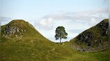 How UK's most famous tree was cut down in an act of vandalism