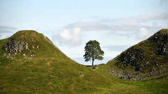 How UK's most famous tree was cut down in an act of vandalism