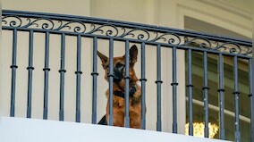 Jokes Apart | Biden, Rahul and the fraught issue of what to call your pooch