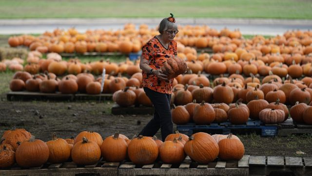 How climate change in the US is affecting pumpkins picked for Halloween How climate change in the US is affecting pumpkins picked for Halloween