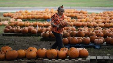 How climate change in the US is affecting pumpkins picked for Halloween