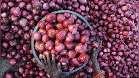 Centre imposes minimum export price of USD 800 per tonne on onion till Dec 31