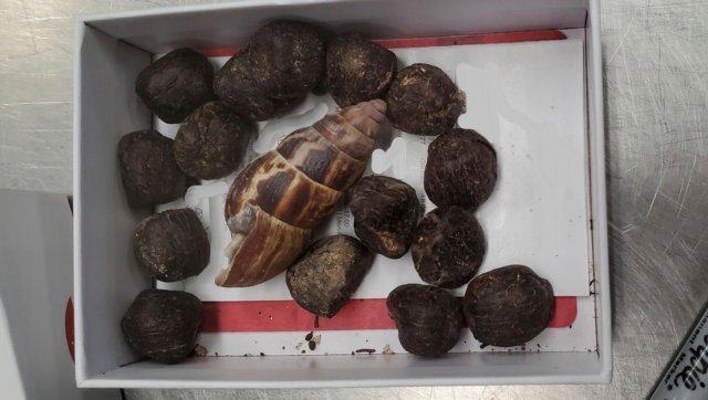 Jewellery of Potty: US customs seize Giraffe feces from woman who wanted to make necklace of it Jewellery of Potty: US customs seize Giraffe feces from woman who wanted to make necklace of it