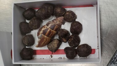 Jewellery of Potty: US customs seize Giraffe feces from woman who wanted to make necklace of it